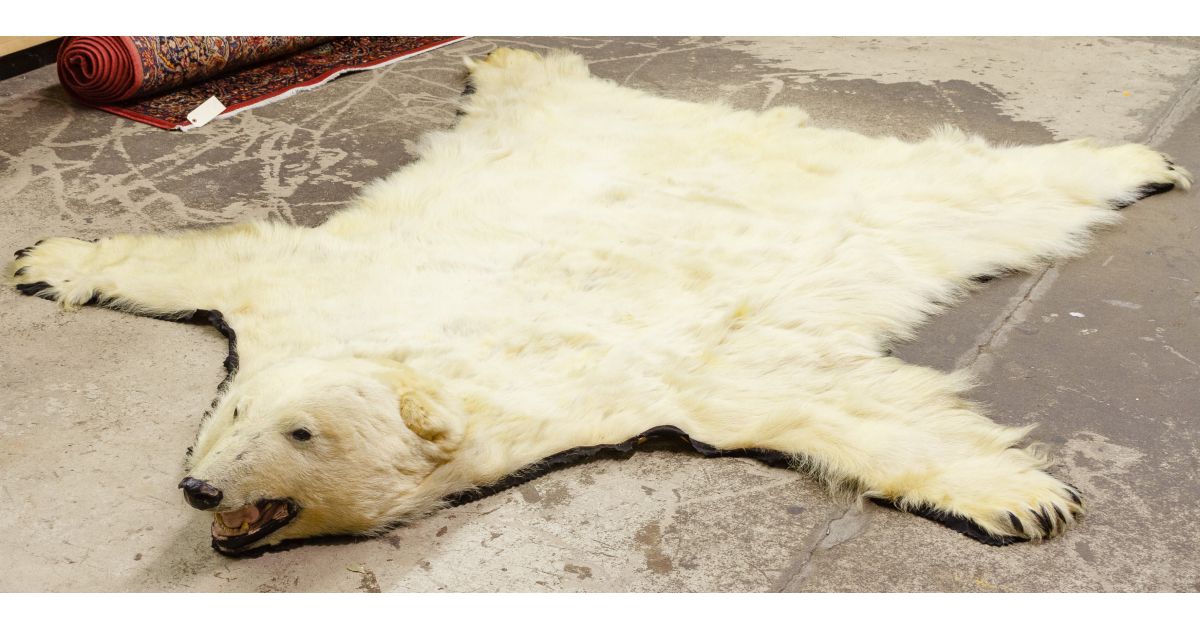 Full size Polar bear skin with head and claws; lined with wool and cotton c...