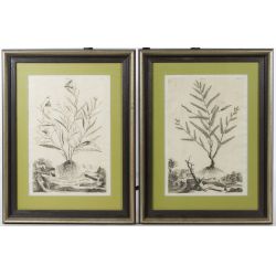 Estate Lot: Abraham Munting (Dutch, 1626-1683) "Geniculata" and "Convolvulus non Convolvulus Anguftifolius" Botanical Prints