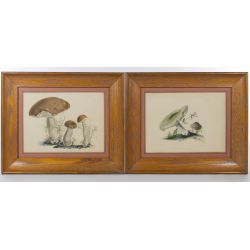 Estate Lot: Unknown Artist (English, 19th Century) "Boletus scaber, Bulliard" and "Agaricus gramnopodius, Bulliard" Prints