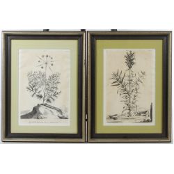 Estate Lot: Abraham Munting (1626-1683) "Geranium Indicum Nochte Odoratum" and "Chamoepitys Major Coerulea" Prints