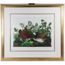 M. Bernard Loates (Canadian, b.1945) "Key West Quail Dove" (After) Audubon Print