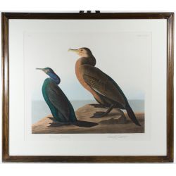 (After) John James Audubon (American, 1785-1851) "Violet Green Cormorant and Townsends Cormorant" Print