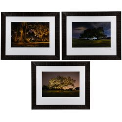 Frank Relle (American, b.1976) "Nightshade" Series Photographs