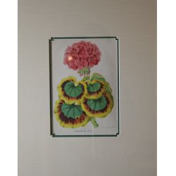 "ACHIEVEMENT", Turner, from the Ritz-Carlton, Kapalua, Geranium botanical print