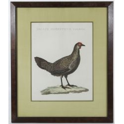 Unknown Artist (19th Century) "Gallus Domesticus Foemina" Color Tinted Print