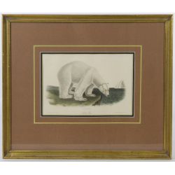 John Woodhouse Audubon (American, 1819-1862) "Polar Bear" Hand Colored Lithograph