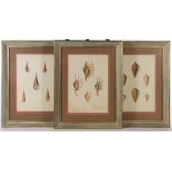 W. Miller (English, 19th Century) "Univalves" Print Collection