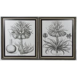 "Corona Imperialis" and "Corona Imperialis florum claffe duplici" Botanical Prints
