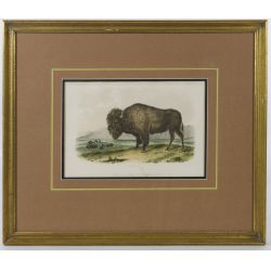 John James Audubon (American, 19th Century) "American Bison or Buffalo" Hand Colored Stone Lithograph