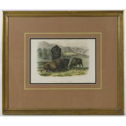 John James Audubon (American, 1785-1851) "American Bison or Buffalo" Hand Colored Lithograph