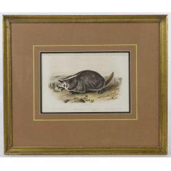 John James Audubon (American 1785-1851) "American Badger" Hand Colored Lithograph