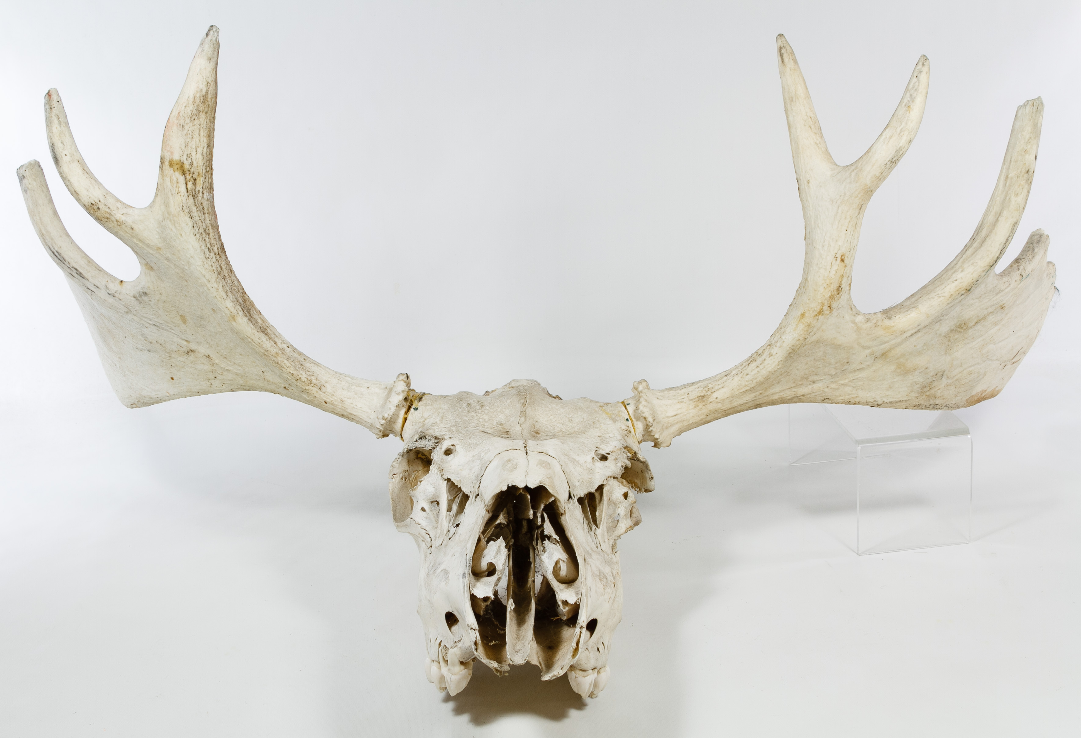 Moose Skull with Antlers